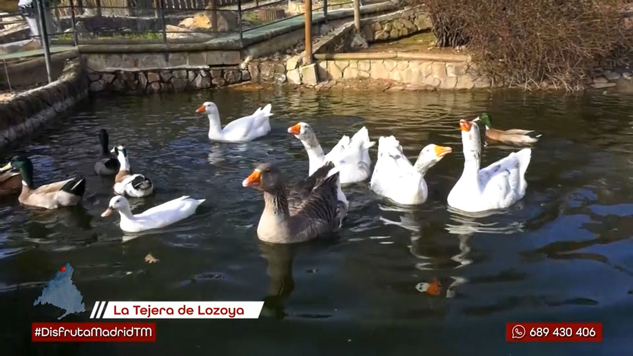 Las ocas: en la Antigua Roma servían de alarma  y otras curiosidades sobre estos animales