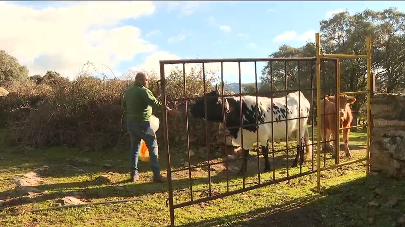Ganaderos denuncian los ataques de lobos en la sierra