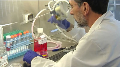 Descubre la proteína clave que evita la resistencia al tratamiento de pacientes con leucemia linfoblástica aguda