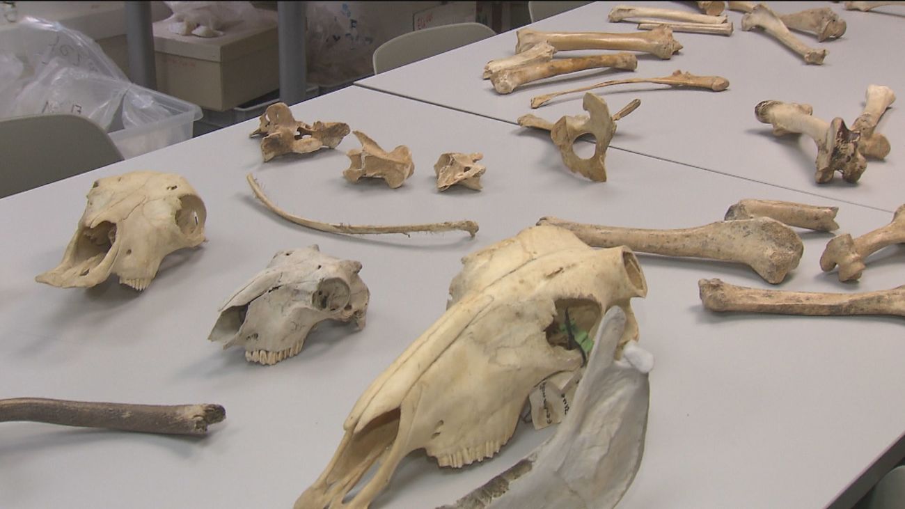 La inteligencia artificial lo confirma: el Homo Habilis era cazador