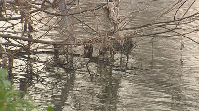 Denuncian vertidos de aguas fecales en el río Manzanares