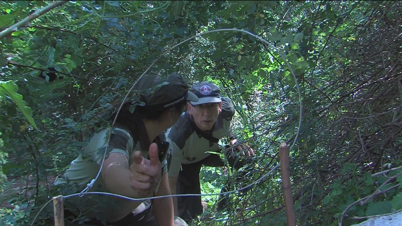 Madrid investiga 124 presuntos delitos medioambientales en la región