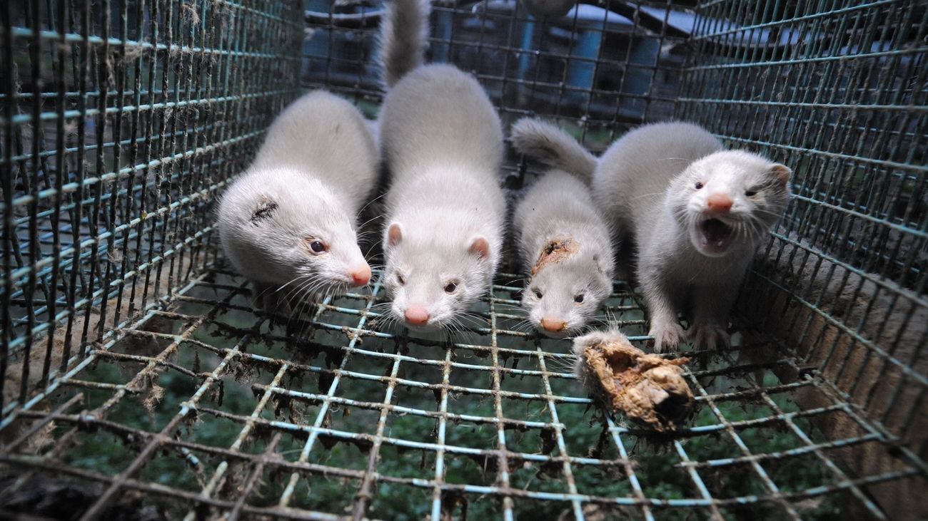 Aves silvestres, posibles responsables del brote de gripe aviar en visones detectado en Galicia