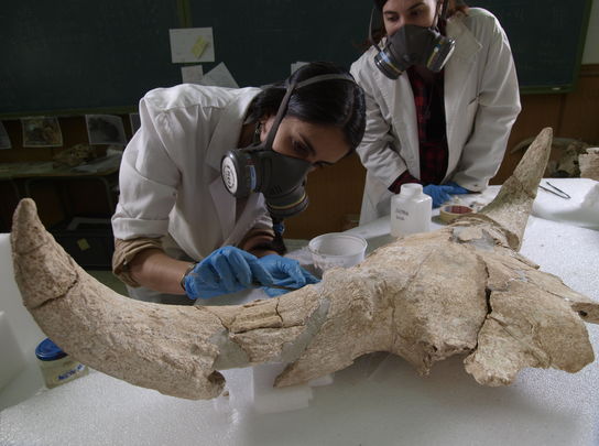 Una de las cabezas de uro recuperadas en el yacimiento de Pinilla del Valle / YACIMIENTO PINILLA DEL VALLE