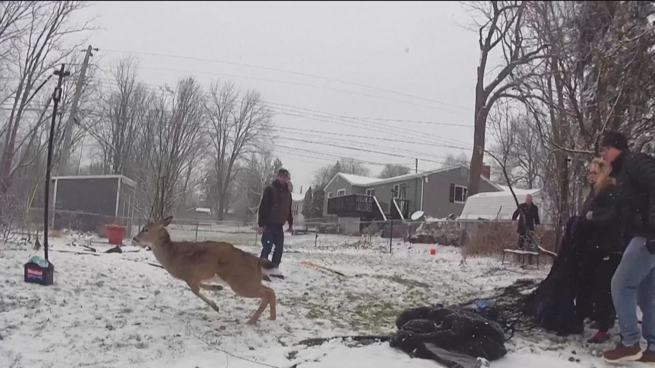 Consiguen quitar un bote de plástico encajado en la cabeza de una cierva