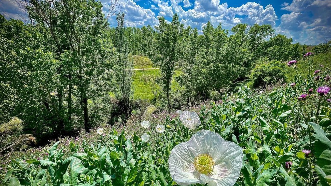 Contemplar la Naturaleza aporta beneficios a la salud mental de los habitantes de ciudades