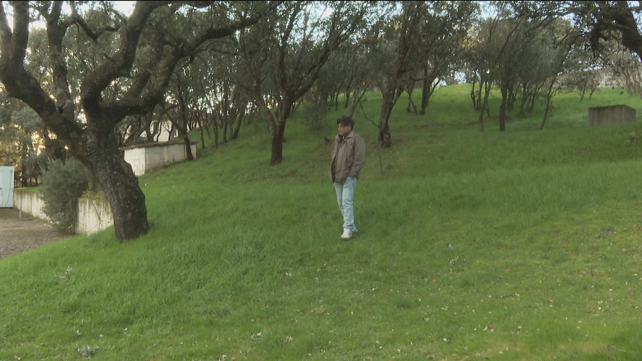 Piden revisar la multa de 143.000 euros a un vecino de El Escorial por talar un fresno