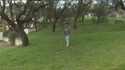 Piden revisar la multa de 143.000 euros a un vecino de El Escorial por talar un fresno