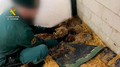 Denuncian la caza furtiva de erizos en terrenos de Alcorcón y Móstoles