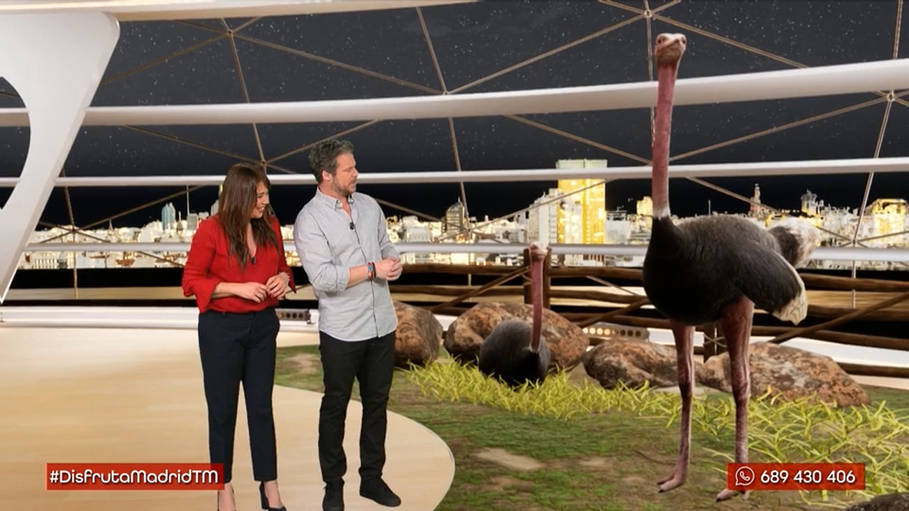 Todo lo que deberías saber sobre las avestruces