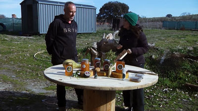 El veneno de las abejas como método para tratar dolencias físicas