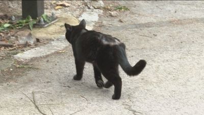 Denuncian la desaparición de gatos en Somosaguas