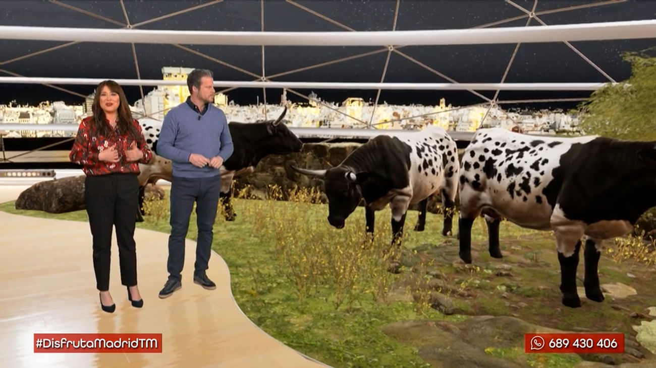 La vaca berrenda en negro, una raza en peligro de extinción