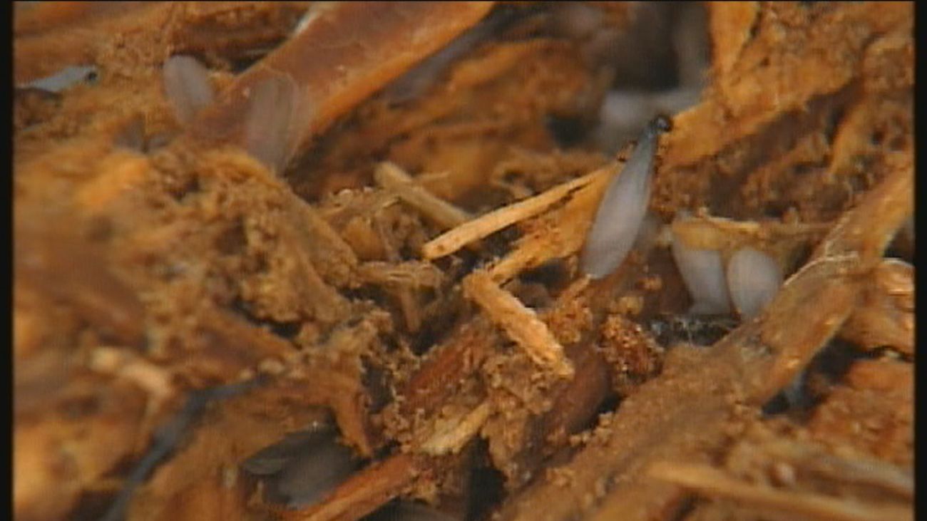 La plaga del arte, así se combate a las termitas