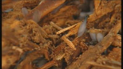 La plaga del arte, así se combate a las termitas