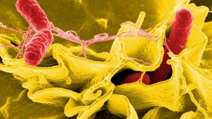 Bacteria salmonella, salmonela