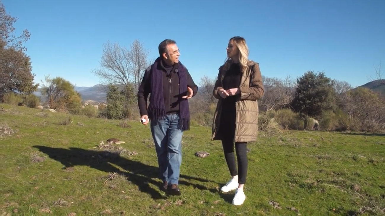 El trasmochado a los fresnos da forma a la actual dehesa boyal de El Berrueco