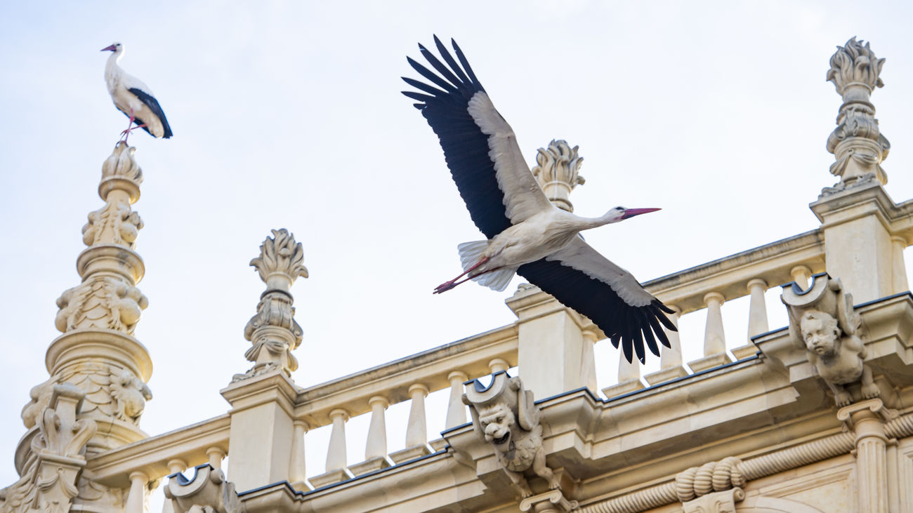 Cigüeñas sobre el cielo y los edificios históricos de Alcalá de Henares