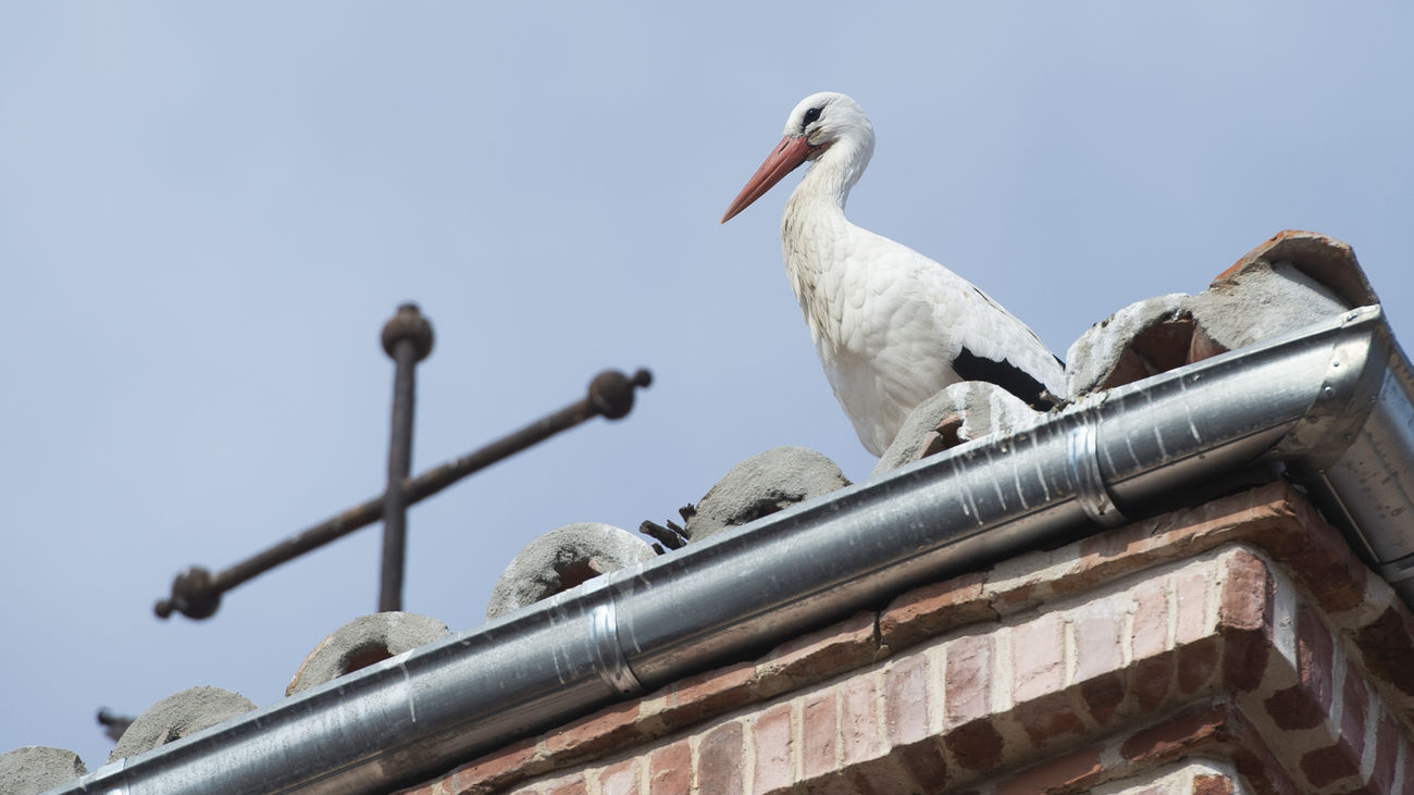 Las cigüeñas en Madrid ya no llegan por San Blas