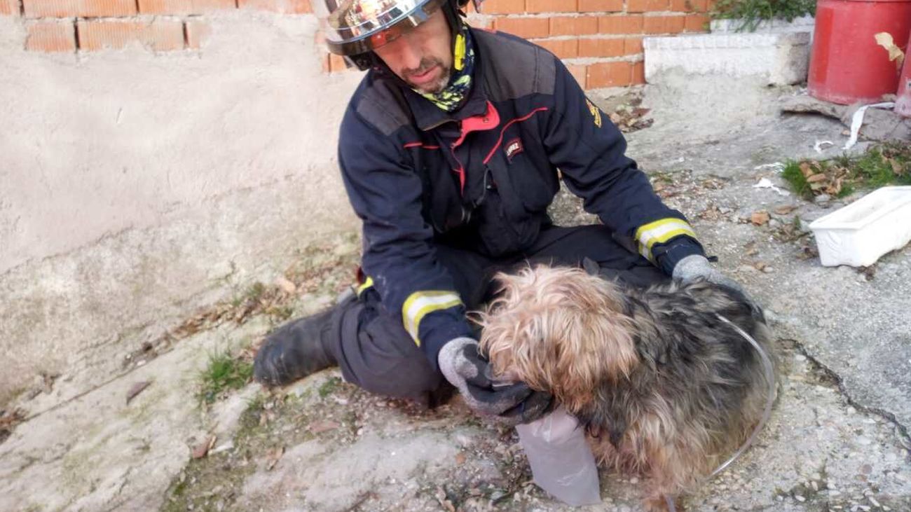 Un bombero de la Comunidad atiende a un perro rescatado en un incendio en Brea de Tajo