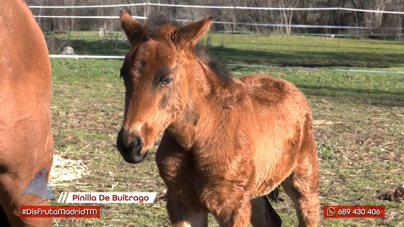 Así se crían los futuros caballos de competición