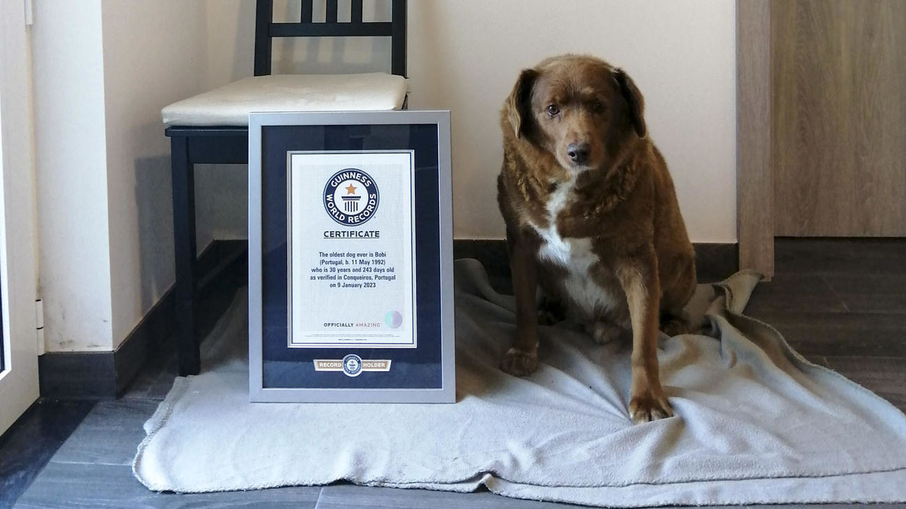 They withdraw the Guinness record for the oldest dog in the world from Bobi who died at, supposedly, 31 years of age