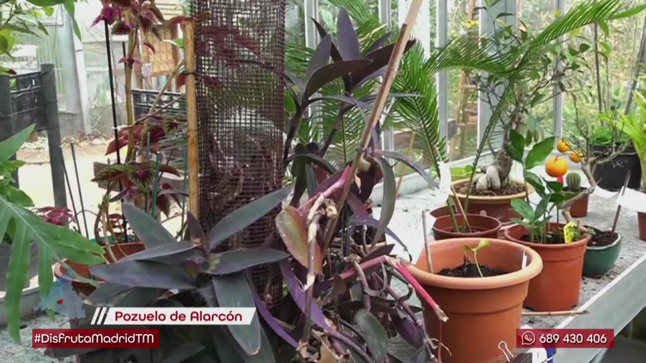 Visitamos el único hospital de plantas de Madrid