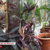 Visitamos el único hospital de plantas de Madrid