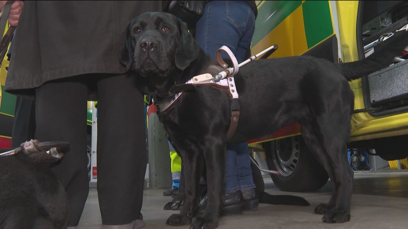 Los enfermos con perros de asistencia podrán viajar con ellos en la ambulancia del SUMMA112