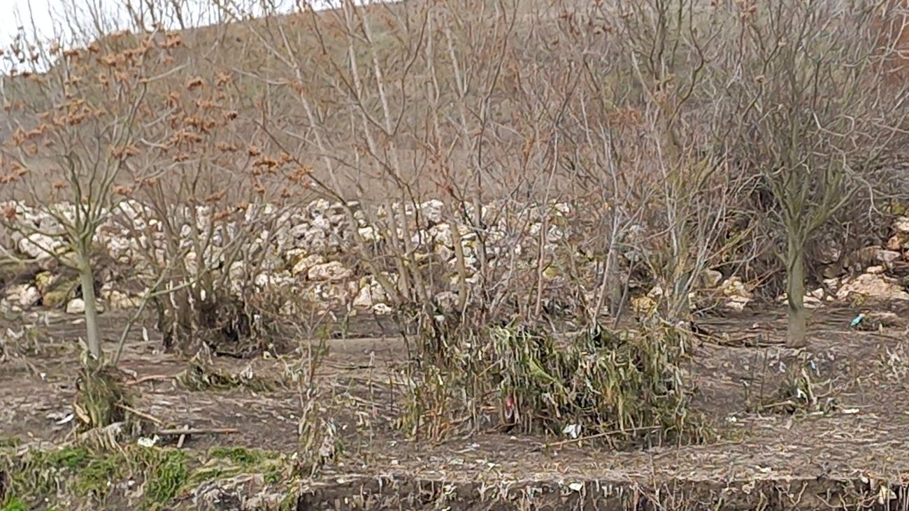Estado de la ribera del Manzanares en Getafe