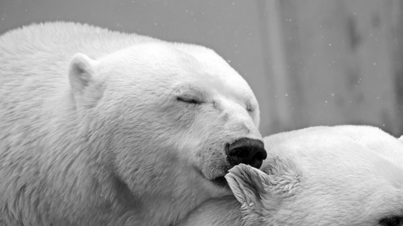 Una pareja de oso polares