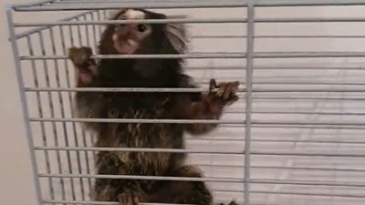 Este mono tití vivía en Vallecas y su dueño quería venderlo por 3.000 euros