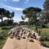 Más de 3 millones de ovejas y cabras inmovilizadas por la viruela ovina en Castilla-La Mancha