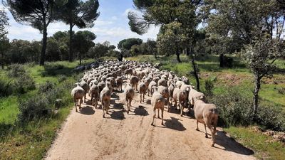 Más de 3 millones de ovejas y cabras inmovilizadas por la viruela ovina en Castilla-La Mancha