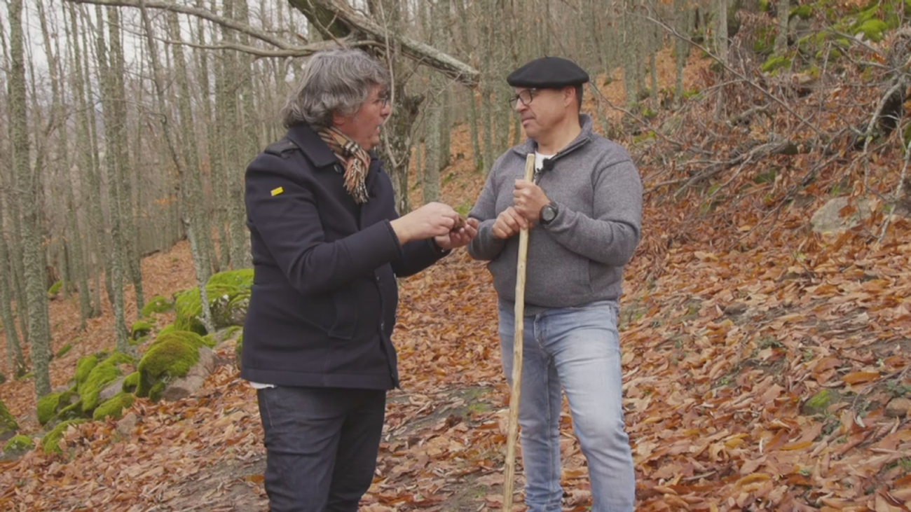 Un paseo por la ruta de los castaños