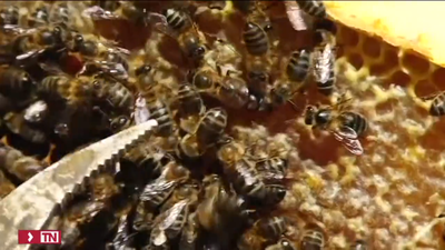 Aprobada una vacuna para abejas, el primer paso para evitar su desaparición