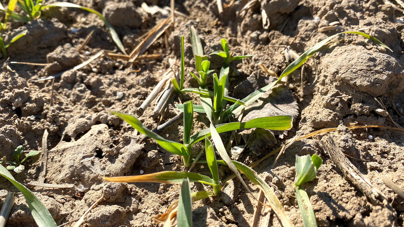 Una plaga de conejos destroza las cosechas de los agricultores de Aranjuez