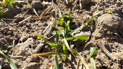 Una plaga de conejos destroza las cosechas de los agricultores de Aranjuez