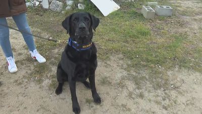 Connor, el perro de rescate que nos enseña cómo trabajan sus 'compañeros' en Turquía buscando supervivientes