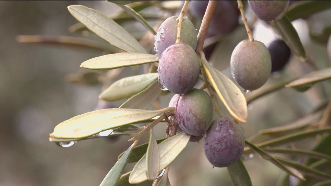 Madrid dará ayudas de 100 euros por hectárea de olivar a los agricultores frente al aumento de robos de aceitunas