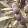 Madrid dará ayudas de 100 euros por hectárea de olivar a los agricultores frente al aumento de robos de aceitunas