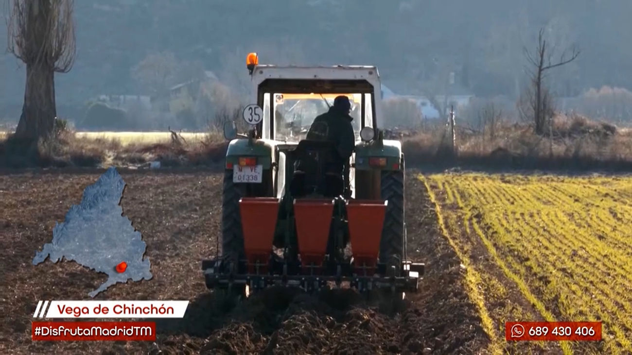Chinchón: el templo del ajo fino
