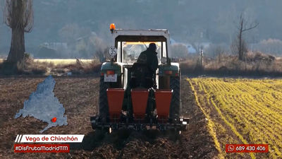 Chinchón: el templo del ajo fino