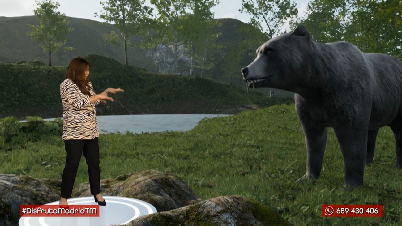 ¿Cómo eran los animales en Madrid hace 14 millones de años?