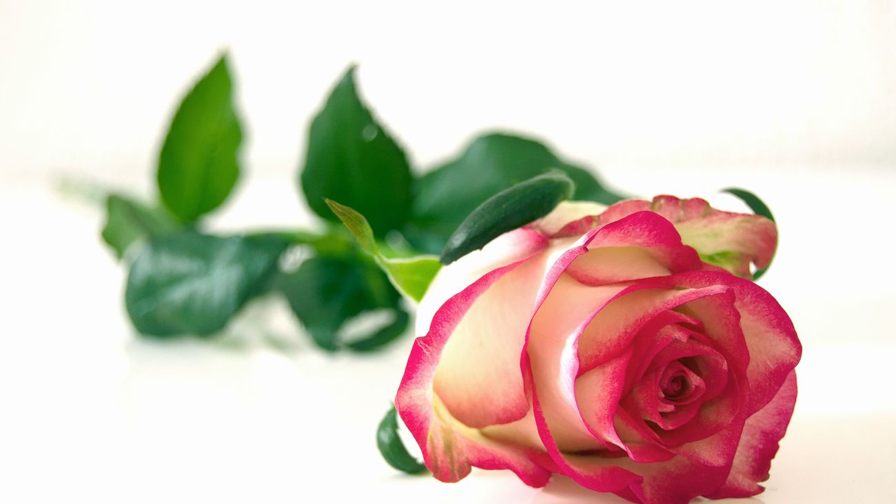 Ellos todavía lo dicen con flores... y estas son las que más compran