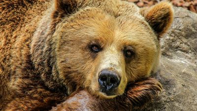 Muere arrollado un oso en una autopista de León