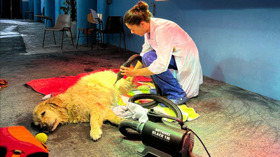 El hospital veterinario más avanzado de Europa está en Madrid