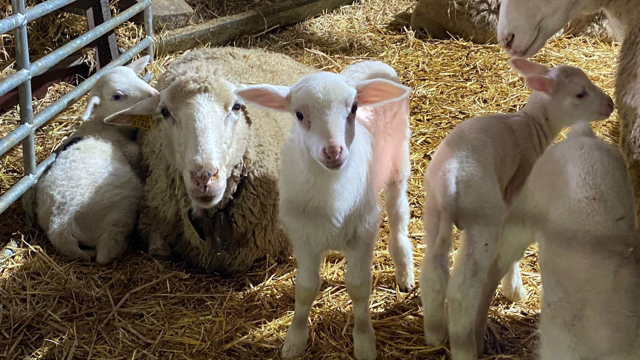 ¿Quieres convertirte en ganadero por un día en la Sierra Norte?