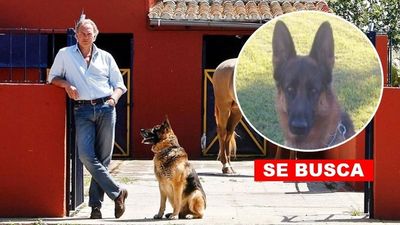 Bertín Osborne ofrece recompensa a quien encuentre a su perro perdido en Sevilla