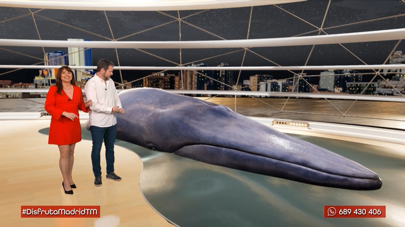 Ballenas rorcuales: Descubre de una forma diferente a uno de los animales más grandes del planeta